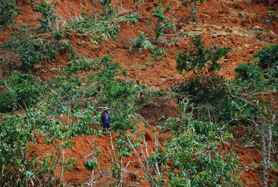 Hàng chục héc ta cà phê của bà con bị thiệt hại.