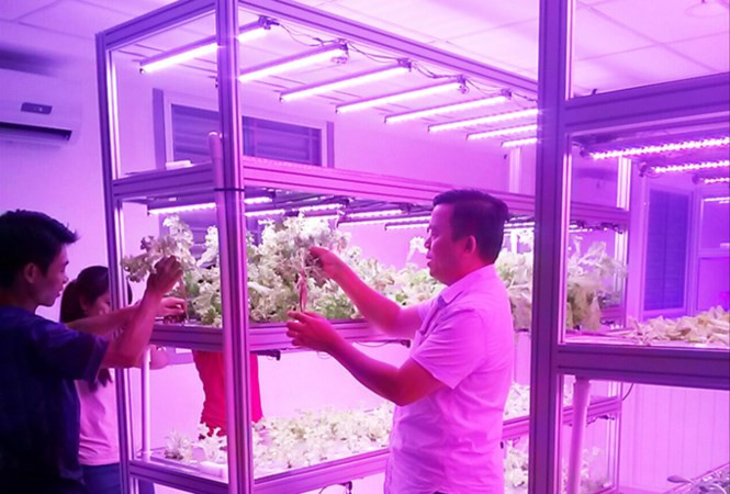 TS Hùng hướng dẫn cho SV về công nghệ thủy canh hồi lưu dưới ánh sáng đơn sắc. TS Hùng hướng dẫn cho SV về công nghệ thủy canh hồi lưu dưới ánh sáng đơn sắc.
