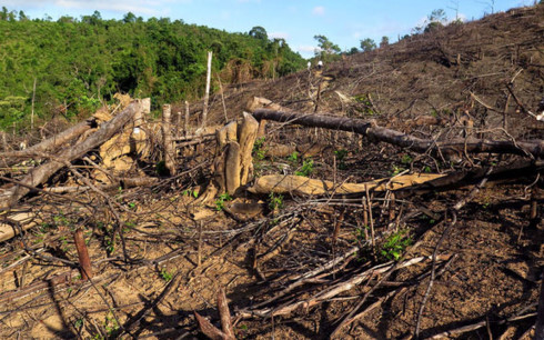 Một góc tiểu khu 108 rừng phòng hộ xã Đắk Mang, huyện Hoài Ân (Bình Định) bị lâm tặc tàn phá. Một góc tiểu khu 108 rừng phòng hộ xã Đắk Mang, huyện Hoài Ân (Bình Định) bị lâm tặc tàn phá.