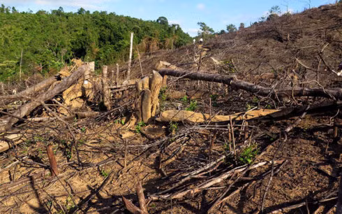 Một góc tiểu khu 108 rừng phòng hộ xã Đắk Mang, huyện Hoài Ân (Bình Định) bị lâm tặc tàn phá.