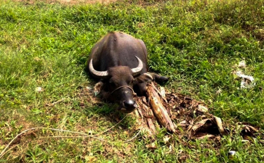 Một con trâu bị cắt gân chân không đứng được - 