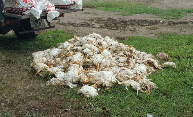 Số gà chết do Lê Minh Dũng chở đi tiêu thụ bị lực lượng chức năng phát hiện.