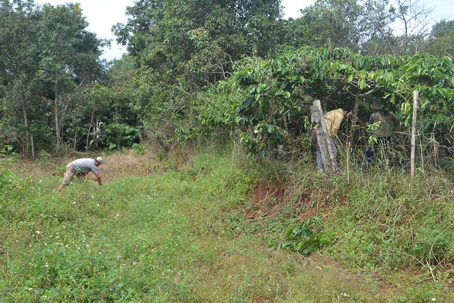  Chặt bỏ cây cối và giải phóng đoạn đường Châu Văn Liêm. Ảnh: Hoàng Cư