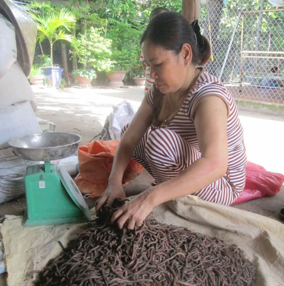 Bà Nguyễn Thị Sang đang chuẩn bị cân trùn bán. Bà Nguyễn Thị Sang đang chuẩn bị cân trùn bán.