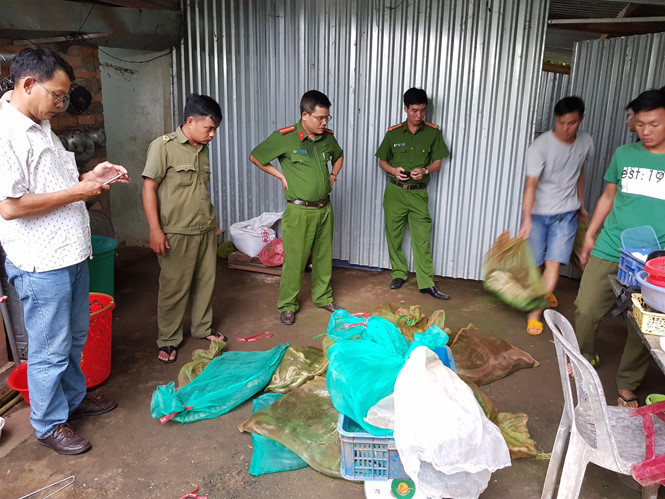 Phòng 3 (C49) phối hợp cơ quan chức năng phát hiện, thu giữ nhiều động vật hoang dã quý hiếm.