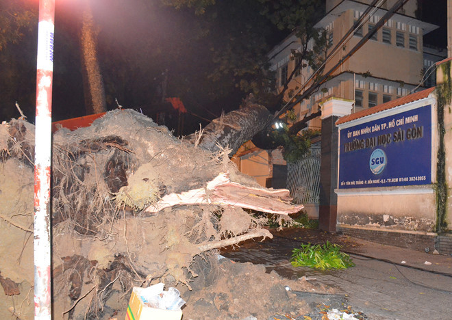 Cây xà cừ bật gốc đè trường Đại học Sài Gòn.
