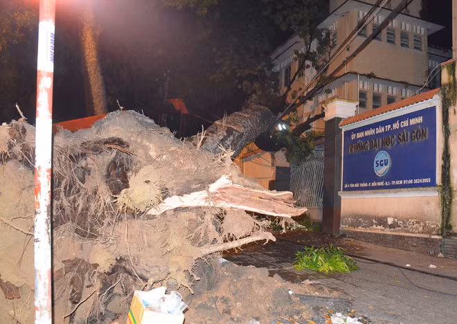 Cây xà cừ bật gốc đè trường Đại học Sài Gòn.