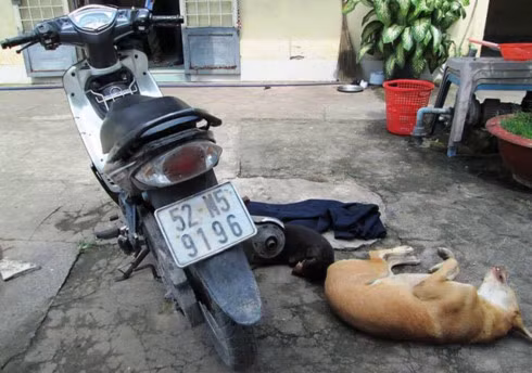 Hai con chó bị bắn chết và xe máy dùng làm phương tiện đi trộm - Ảnh: Công an cung cấp