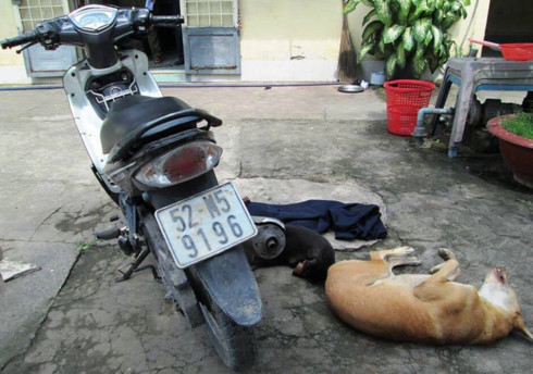 Hai con chó bị bắn chết và xe máy dùng làm phương tiện đi trộm - Ảnh: Công an cung cấp Hai con chó bị bắn chết và xe máy dùng làm phương tiện đi trộm - Ảnh: Công an cung cấp