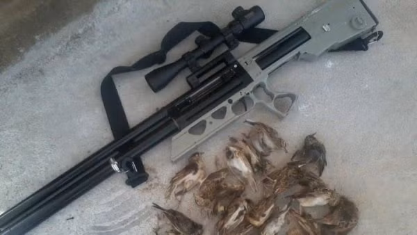 Chiếc súng dùng dể bắn chim.