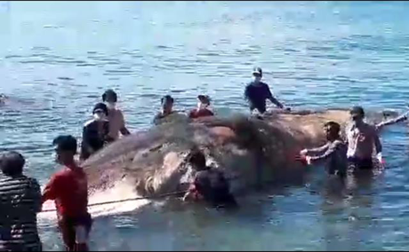 Người dân và chính quyền địa phương nổ lực kéo xác cá Ông vào bờ.