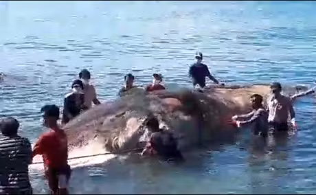 Người dân và chính quyền địa phương nổ lực kéo xác cá Ông vào bờ.