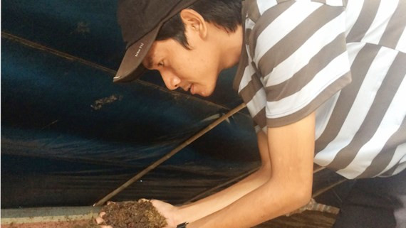 Vương “trùn quế” tại trang trại của mình.