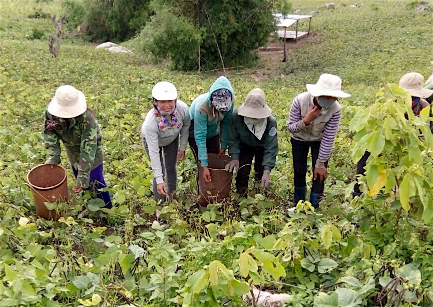 Các hội viên Chi hội phụ nữ làng Nghe Lớn cùng nhau thu hoạch đậu xanh từ rẫy tập thể. Ảnh: Hồng Thi