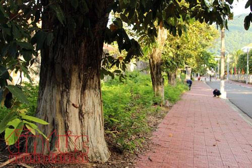 Hàng cây bằng lăng - Cây di sản quốc gia ở Côn Đảo. Hàng cây bằng lăng - Cây di sản quốc gia ở Côn Đảo.