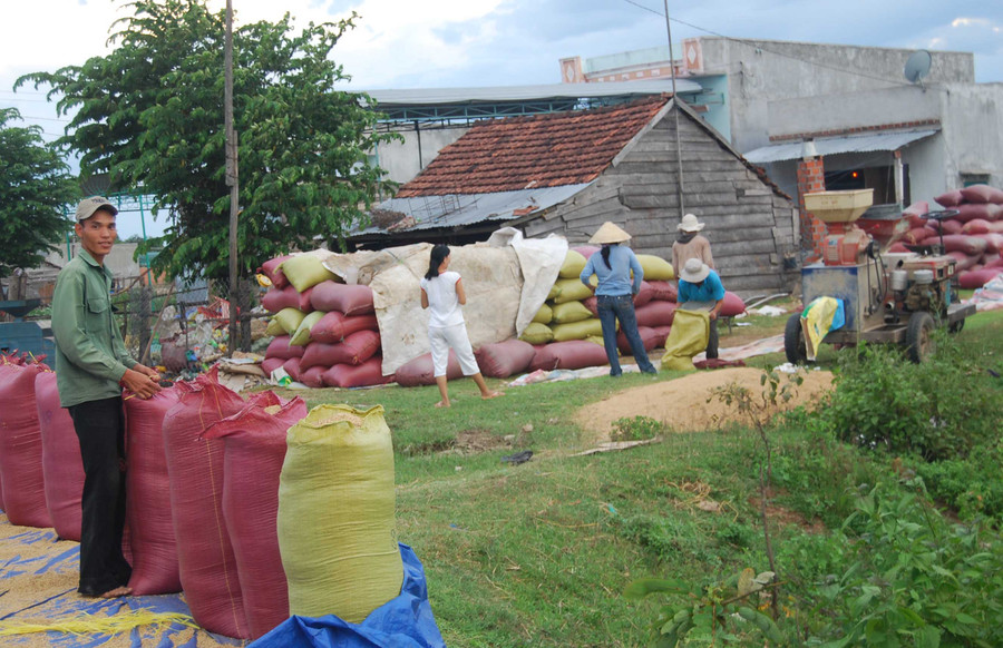 Được mùa, lúa chất “ngập” từ nhà ra ngõ. Ảnh: Đức Phương