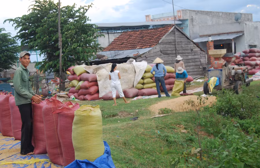 Được mùa, lúa chất “ngập” từ nhà ra ngõ. Ảnh: Đức Phương