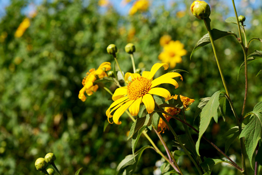 Gia Lai chuẩn bị tổ chức lễ hội hoa dã quỳ-Chư Đăng Ya- một hình thức thu hút khách du lịch. Ảnh: Minh Thi