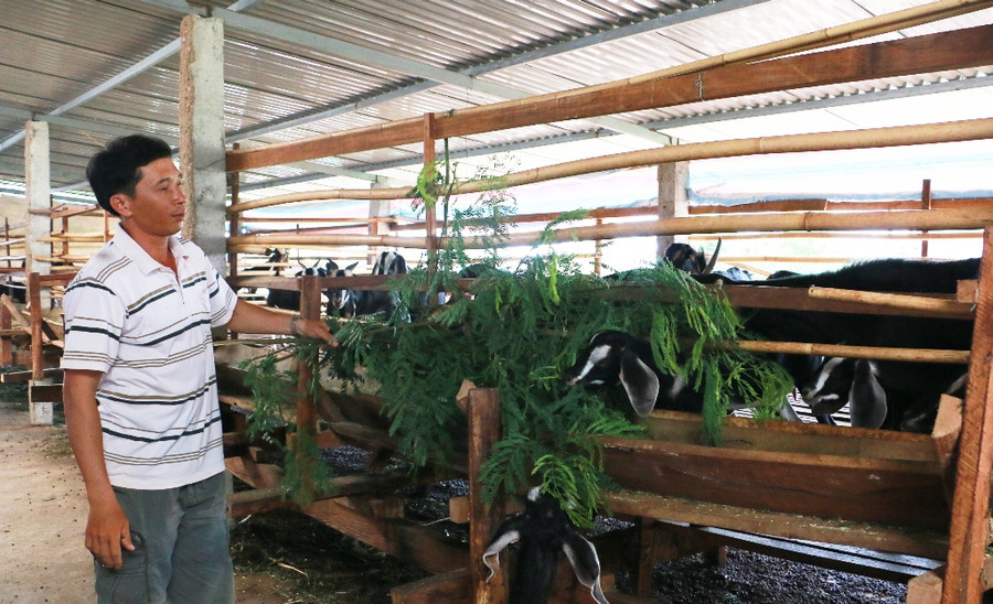 Mô hình nuôi dê Bách Thảo nhốt chuồng kết hợp trồng cỏ đem lại hiệu quả kinh tế cao. Ảnh: Q.T