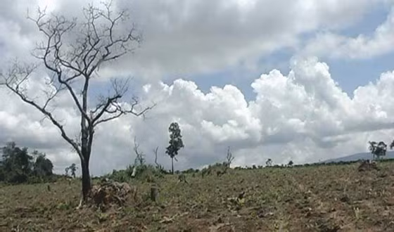 Rừng cộng đồng buôn K’rai, xã Ea Hiao, huyện Ea Hleo (tỉnh Đak Lak) bị chặt phá trơ trụi để lấy đất làm rẫy.