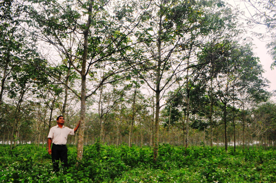 Vườn cao su xanh mướt của gia đình ông Hling chuẩn bị cho thu hoạch. Ảnh: Mai Ka