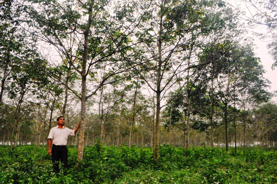 Vườn cao su xanh mướt của gia đình ông Hling chuẩn bị cho thu hoạch. Ảnh: Mai Ka Vườn cao su xanh mướt của gia đình ông Hling chuẩn bị cho thu hoạch. Ảnh: Mai Ka