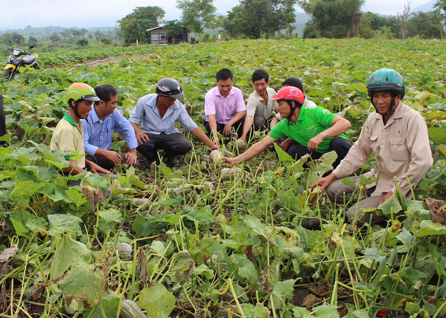 Nông dân tham quan thực tế ruộng bí tại làng Pyang, thị trấn Kông Chro. Ảnh: Hồng Thi