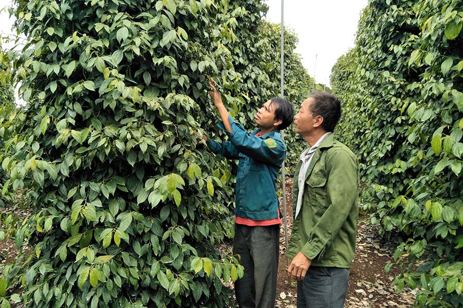  Vườn tiêu của gia đình ông Nguyễn Quốc Sáu. Ảnh: Trần Trung Kỳ