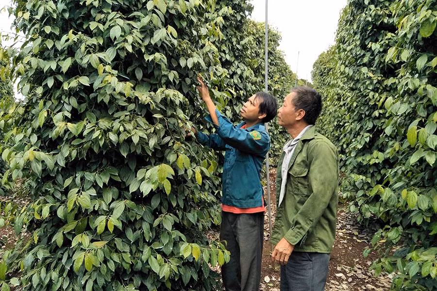  Vườn tiêu của gia đình ông Nguyễn Quốc Sáu. Ảnh: Trần Trung Kỳ