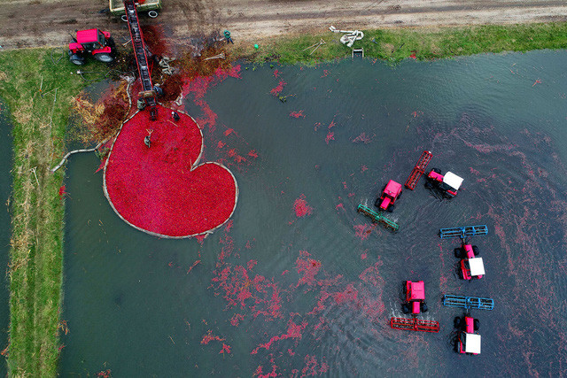 Thu hoạch quả Nam việt quốc (cranberry) được chụp từ máy bay không người lái tại làng Selishche, Belarus. Ảnh: Sergei Gapon/AFP/Getty