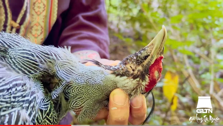 Cá thể được một số người cho là giống gà lôi vằn được đưa vào Sách đỏ. Ảnh: Chụp màn hình