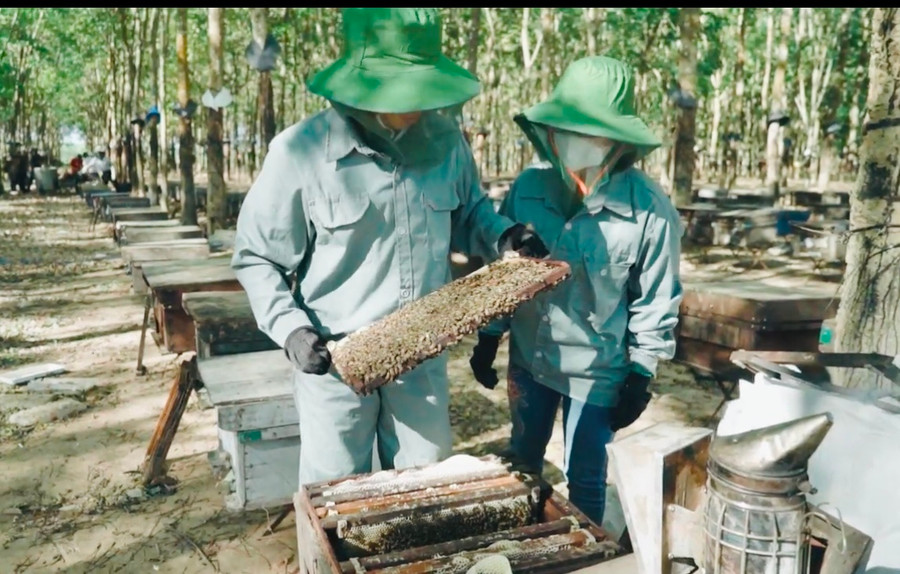 Gia Lai hiện có 292 hộ nuôi ong và 4 cơ sở, doanh nghiệp nuôi ong lấy mật từ hoa cà phê. Ảnh: Mai Ka