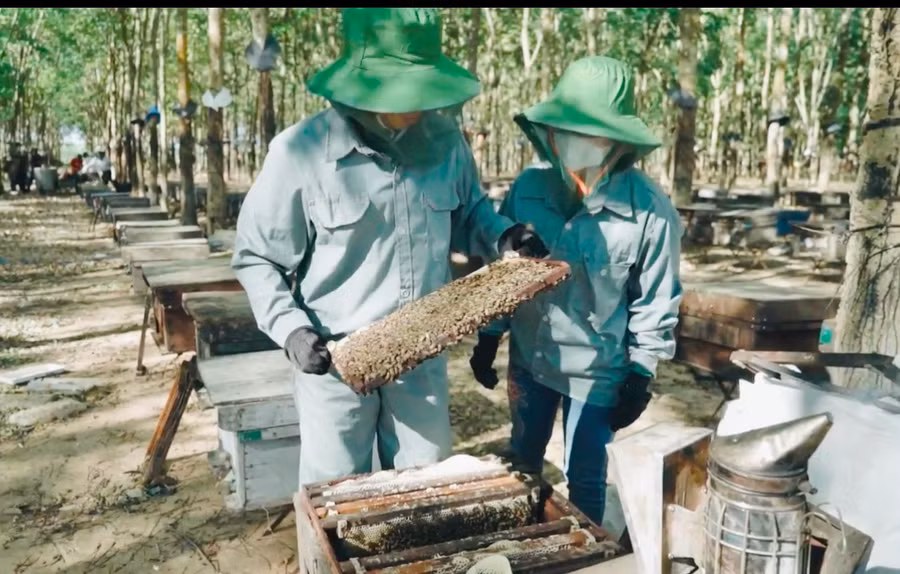 Gia Lai hiện có 292 hộ nuôi ong và 4 cơ sở, doanh nghiệp nuôi ong lấy mật từ hoa cà phê. Ảnh: Mai Ka