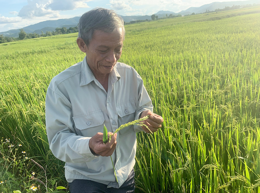 Ông Lê Quang Liêm kiểm tra diện tích lúa canh tác theo hướng hữu cơ. Ảnh: Vũ Chi  Ông Lê Quang Liêm kiểm tra diện tích lúa canh tác theo hướng hữu cơ. Ảnh: Vũ Chi