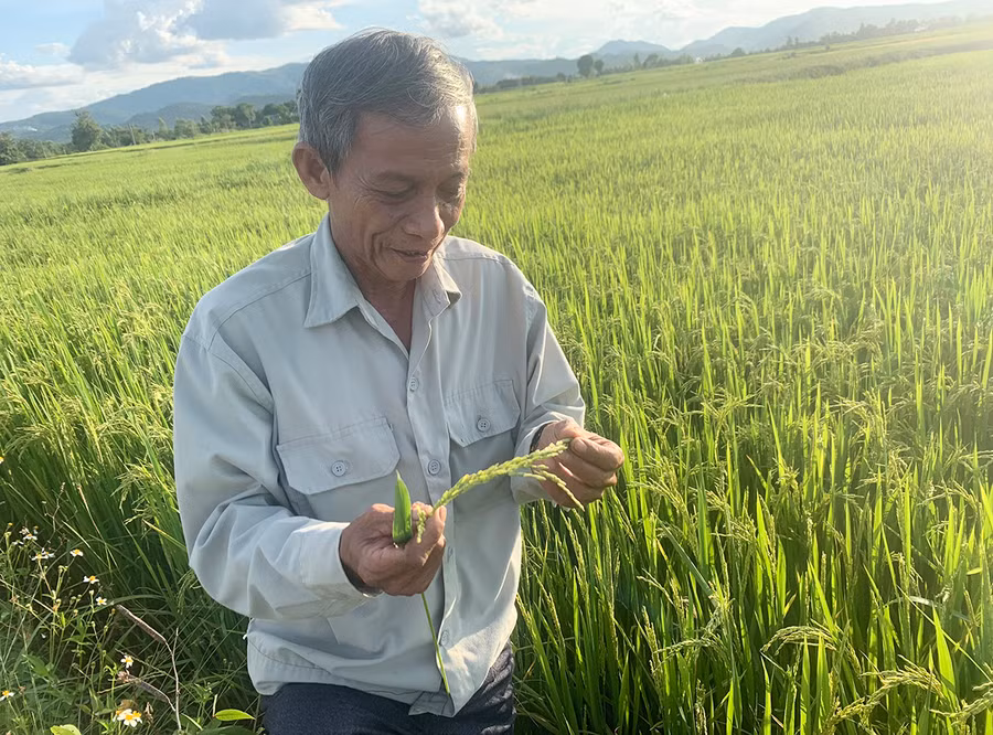  Ông Lê Quang Liêm kiểm tra diện tích lúa canh tác theo hướng hữu cơ. Ảnh: Vũ Chi