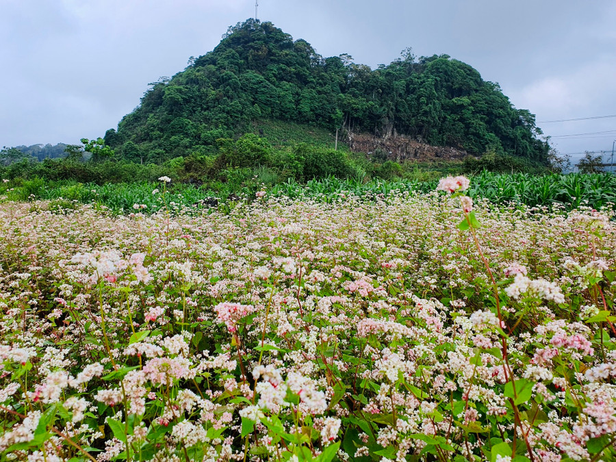 Hoa tam giác mạch ở Hà Giang. Ảnh: V.P Hoa tam giác mạch ở Hà Giang. Ảnh: V.P