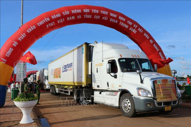 Chuyến hàng sầu riêng đầu tiên của Việt Nam được xuất khẩu chính ngạch sang Trung Quốc. Ảnh: Anh Dũng/TTXVN