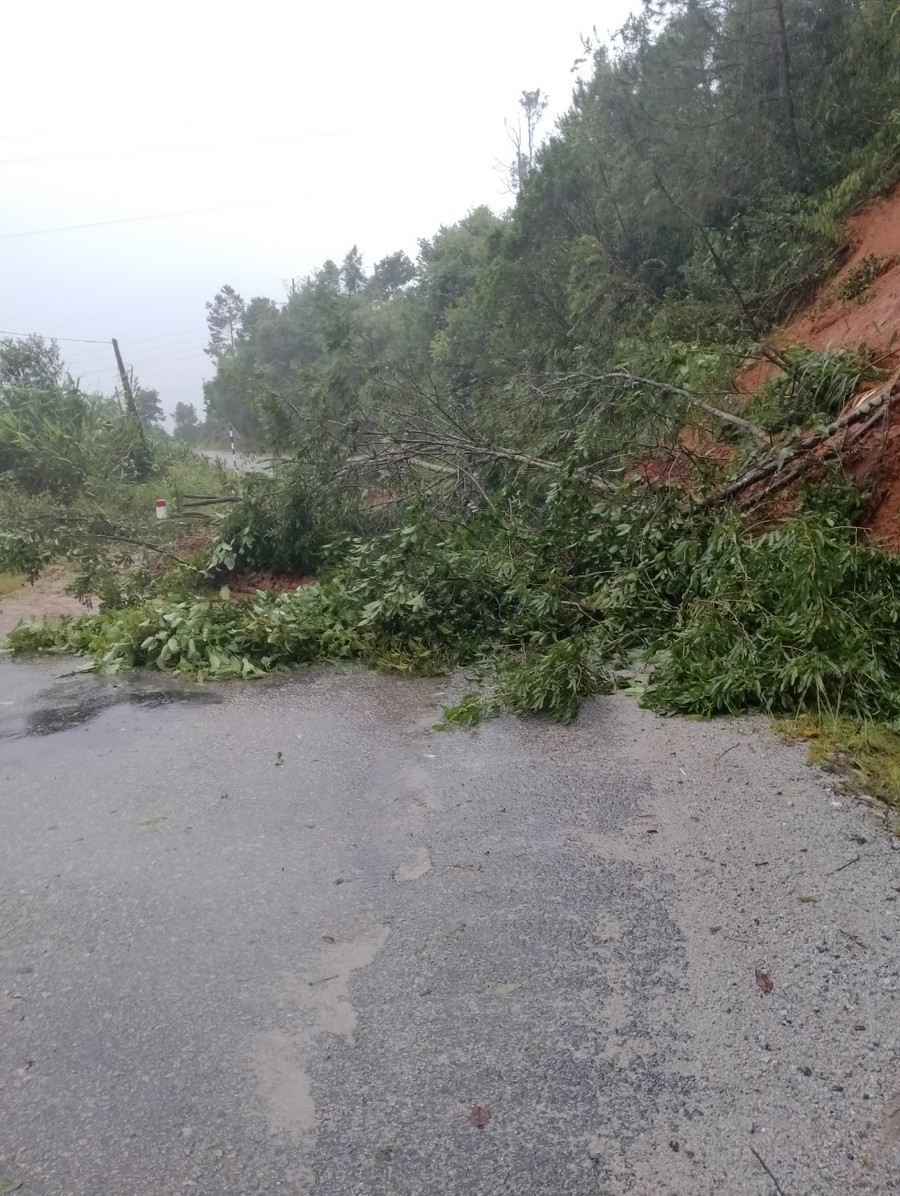 Cây đổ chắn ngang đường tại đoạn qua thôn Mô Pả (xã Đăk Hà, huyện Tu Mơ Rông). Ảnh: CTV