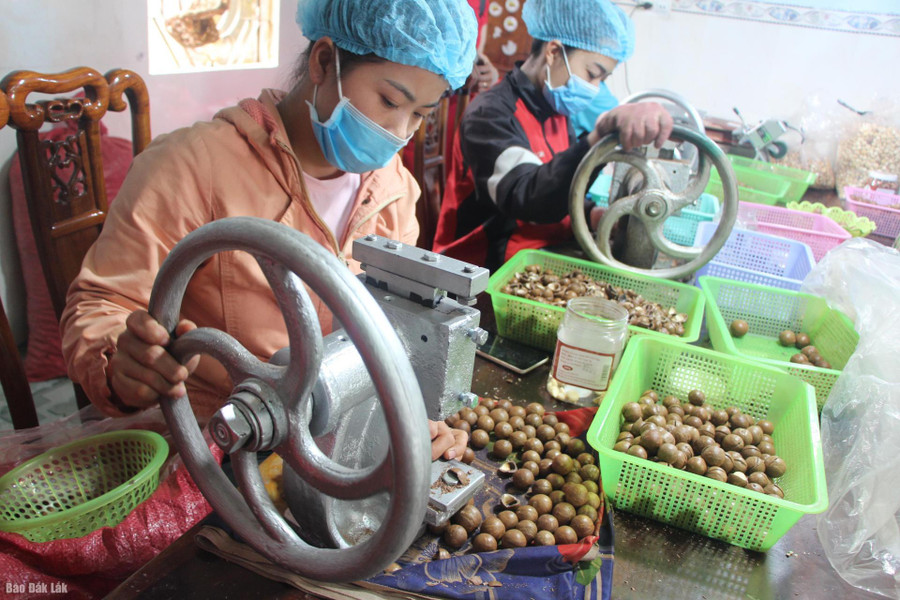 Macca sấy của tỉnh Đắk Lắk được chọn vào Top 100 đặc sản quà tặng Việt Nam (2021-2022). Macca sấy của tỉnh Đắk Lắk được chọn vào Top 100 đặc sản quà tặng Việt Nam (2021 - 2022).