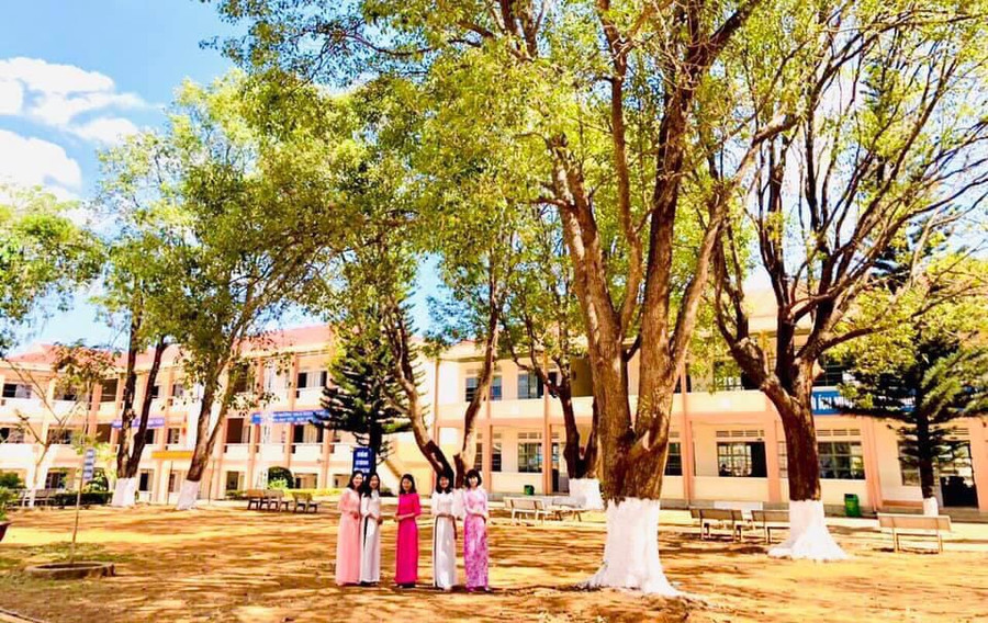 Hàng long não như những chiếc ô khổng lồ xếp cạnh nhau đem lại cho Trường THCS Nguyễn Du một vẻ đẹp riêng. Ảnh: Nguyễn Thị Diễm