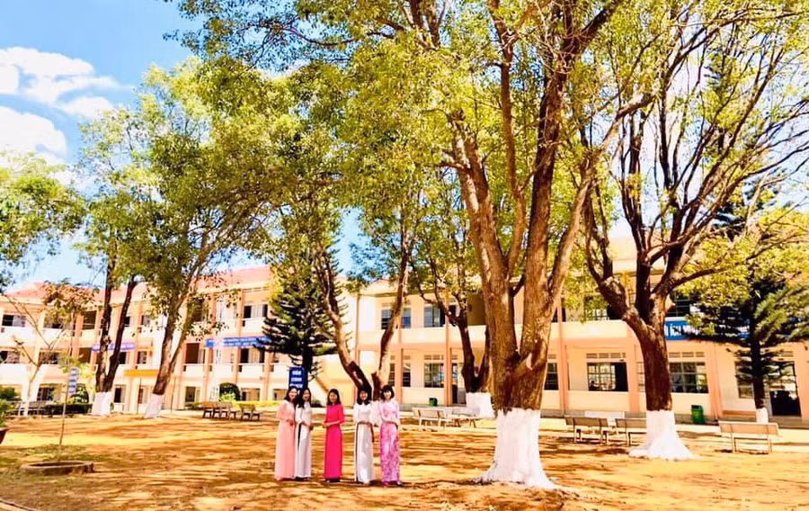 Hàng long não như những chiếc ô khổng lồ xếp cạnh nhau đem lại cho Trường THCS Nguyễn Du một vẻ đẹp riêng. Ảnh: Nguyễn Thị Diễm