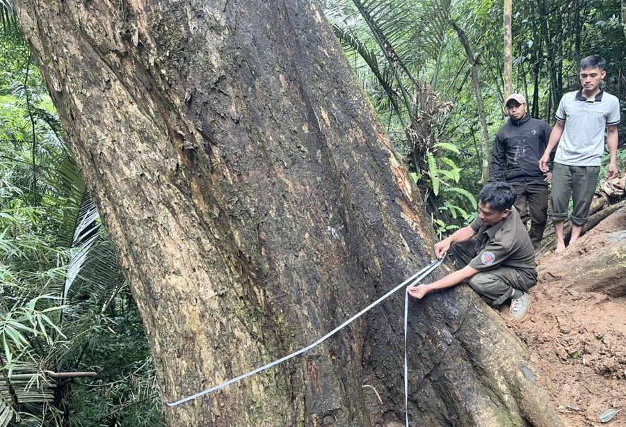 Cây giáng hương này có đường kính gần 6m. Ảnh: Phan Tuấn