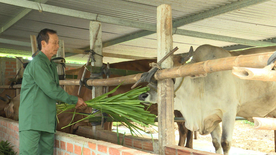 Ông Vũ Đình Thi (thôn An Xuân 1, xã Xuân An, thị xã An Khê) chăm sóc đàn bò của gia đình. Ảnh: Nhật Hào