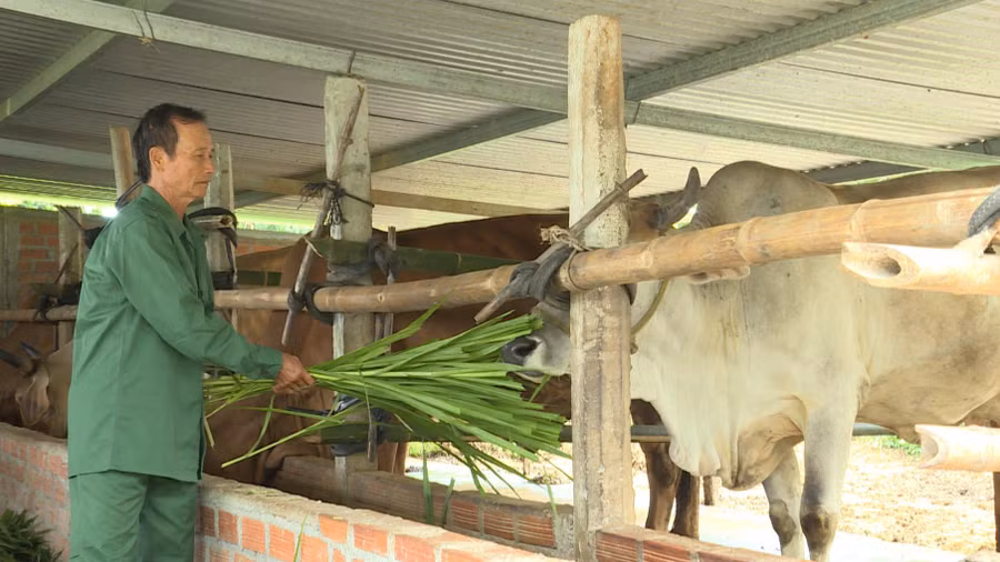 Ông Vũ Đình Thi (thôn An Xuân 1, xã Xuân An, thị xã An Khê) chăm sóc đàn bò của gia đình. Ảnh: Nhật Hào