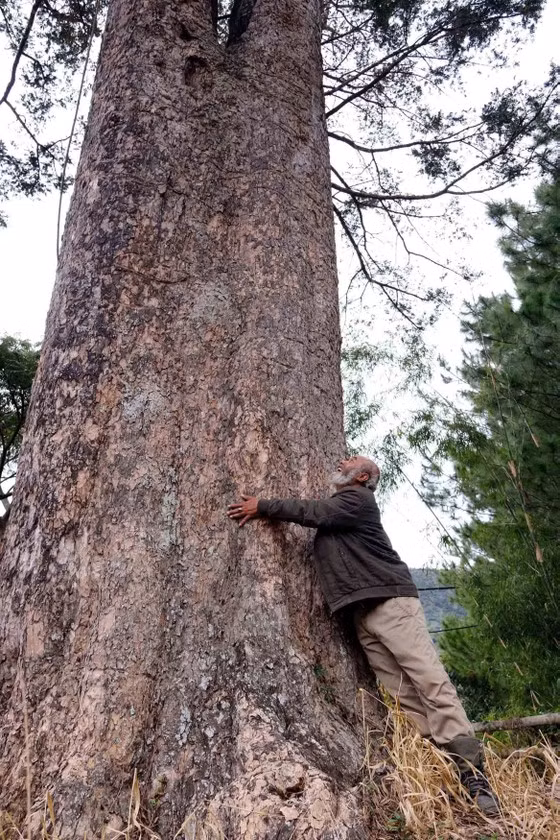 Già K’Ten bên gốc du sam cổ thụ trên núi Voi, xã Hiệp An, huyện Đức Trọng (Lâm Đồng)