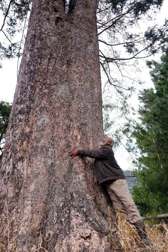 Già K’Ten bên gốc du sam cổ thụ trên núi Voi, xã Hiệp An, huyện Đức Trọng (Lâm Đồng) Già K’Ten bên gốc du sam cổ thụ trên núi Voi, xã Hiệp An, huyện Đức Trọng (Lâm Đồng)