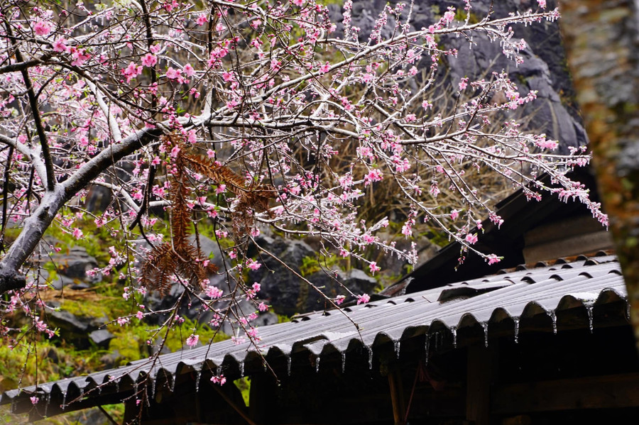 Hoa đào ở Hà Giang. Ảnh: Trung Hiếu Hoa đào ở Hà Giang. Ảnh: Trung Hiếu