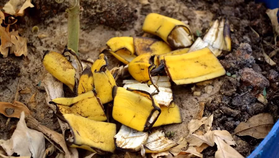 Vỏ chuối làm phân bón tuyệt vời cho cây do chứa hàm lượng lớn chất dinh dưỡng tốt. Ảnh: Xinhua