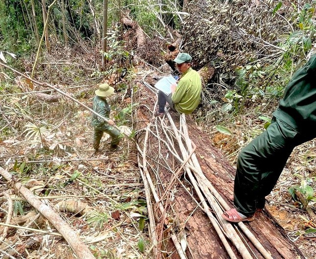 Một thân gỗ lớn bị đốn hạ