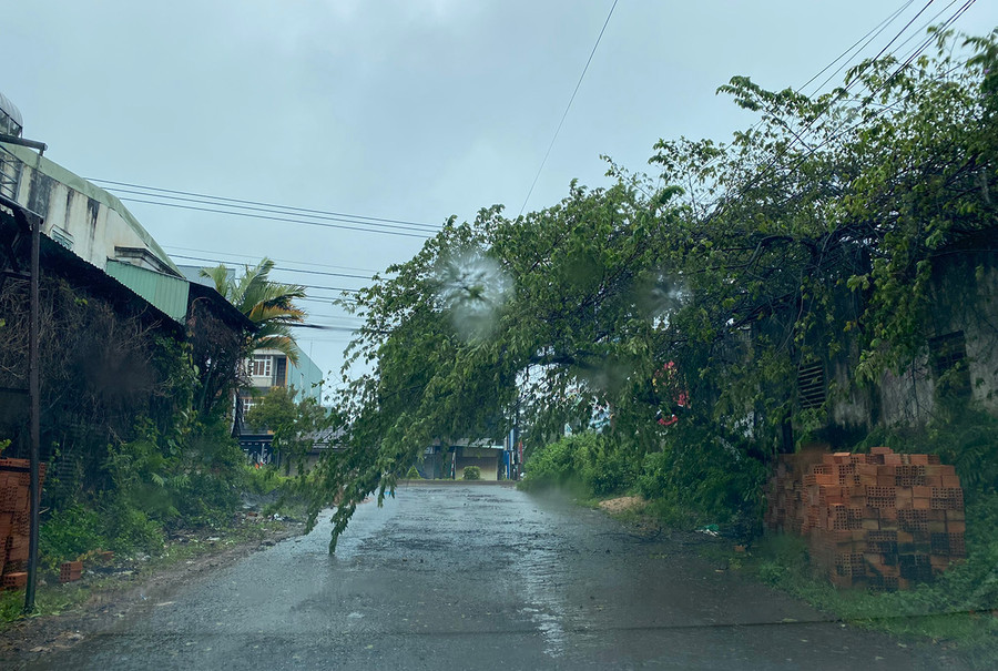 Cây xanh bị gãy đổ tại hẻm đường Lê Duẩn (TP. Pleiku). Ảnh: Minh Thi